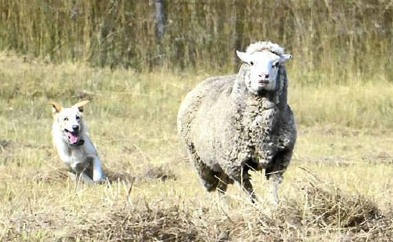 TOP DOG: The National Working Sheep Dog Trials are on this week in Warwick. TOP DOG: The National Working Sheep Dog Trials are on this week in Warwick.